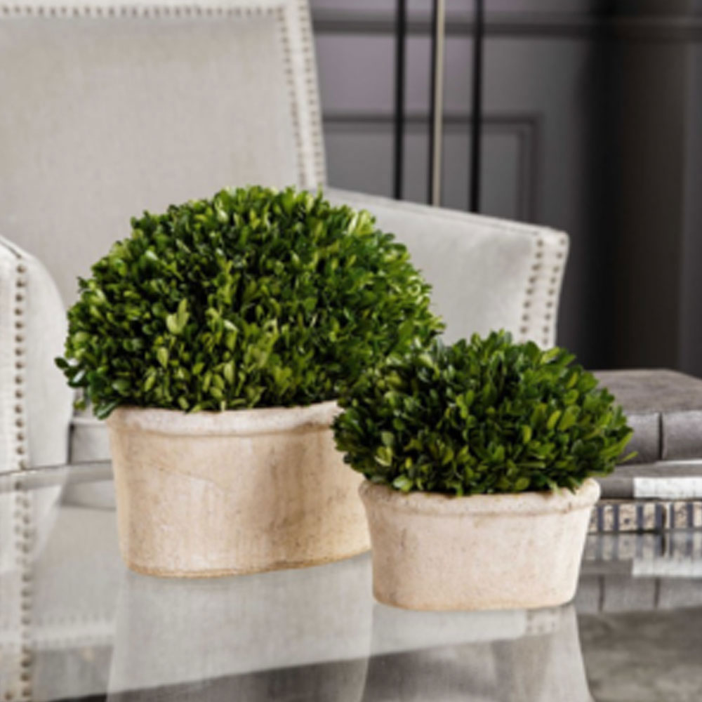 Preserved-Potted-Boxwood-Topiary-,-Set-Of-2